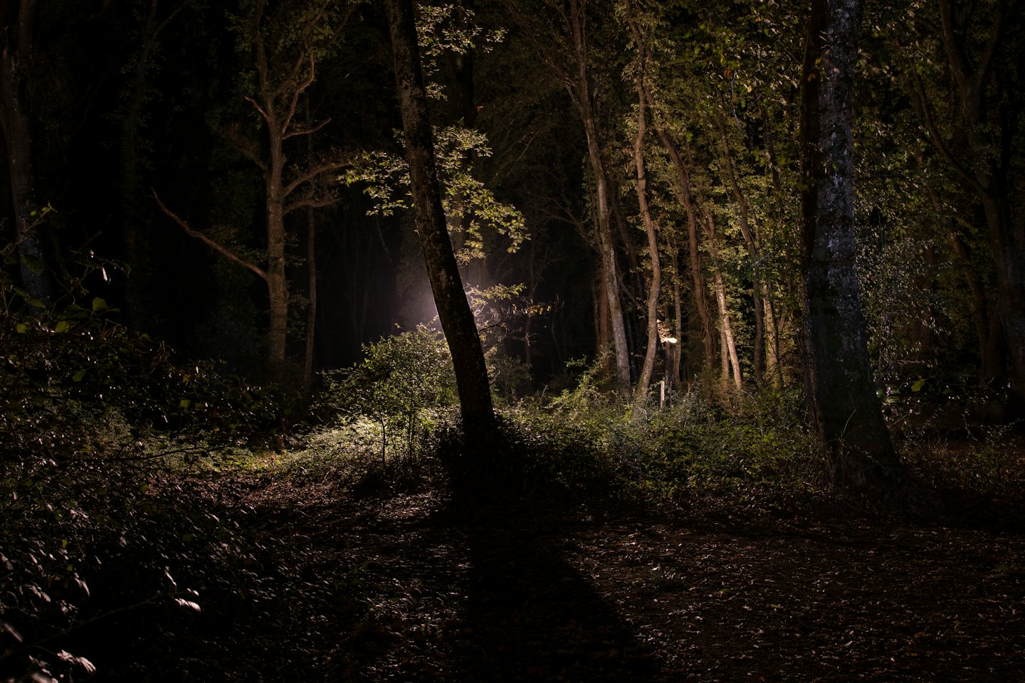 Bright light illuminates a path through the dark forest.
